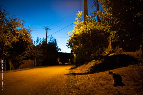 photo © angelle chat crepuscule village route isolé lumiere solitude animal