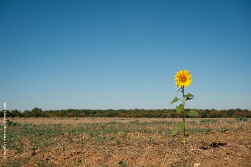 photo © angelle tournesol isolé lumiere soleil fin d été secheresse moisson jaune