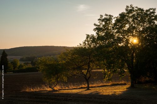 photo © angelle campagne soir lumiere contre jour champs arbre fin de journée apaisé soleil triangle de lumiere