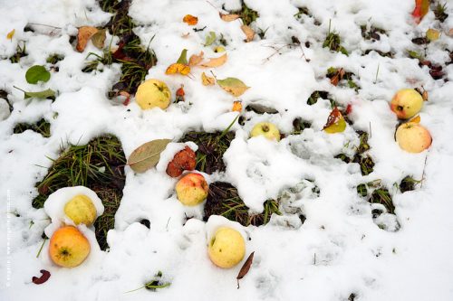 photo © angelle pomme neige hiver automne couleur blanc danse jaune lumiere
