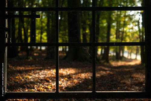 photo @ angelle barriere lumiere automne foret liberte chemin