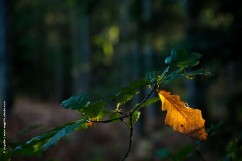photo # angelle feuilles chene orange foret lumiere surprise