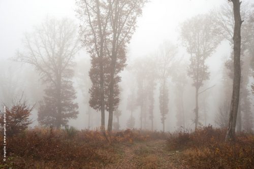 photo © angelle arbres chênes brouillard automne hivers étrange géant douceur égarement