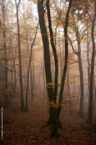 photo © angelle brouillard automne couleur lumiere arbres foret orange promenade étrange magique