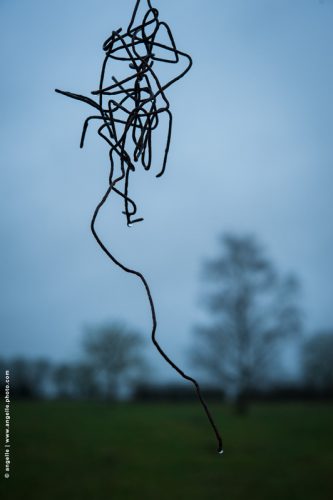 photo © angelle fil de fer goutes hivers froid pré ligne paysage