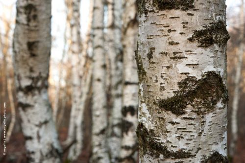 photo © angelle bouleaux arbres foret marelle enchevetrementmatiere ecorce lumineux balade hivers 