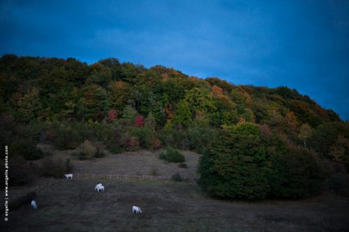 photo © angelle pre vaches automne couleur soir crépuscule taches douceur paysage campagne élevage
