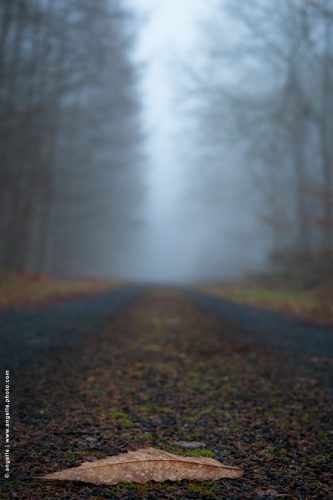 photo © angelle route foret feuille brouillard hivers chemin ligne droite simple