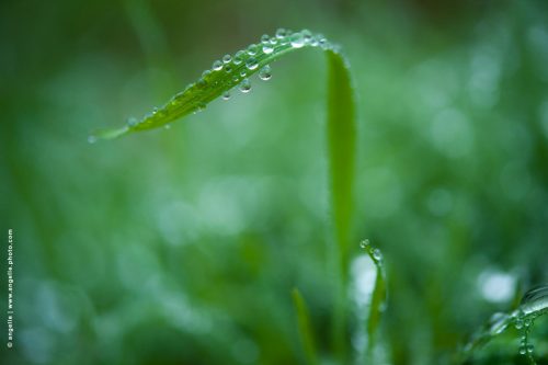 photo © angelle herbe goutes pluie hivers mouvement danse larmes élégance