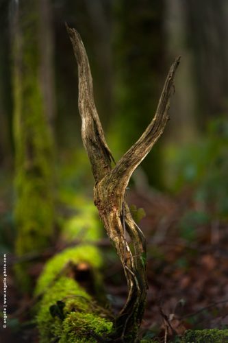 photo @ angelle bois forme danse nature mouvement lie vert foret harmonie symbole