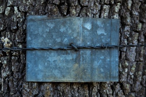 photo @ angelle fil de fer barbelé arbre taule protection cadre art moderne foret