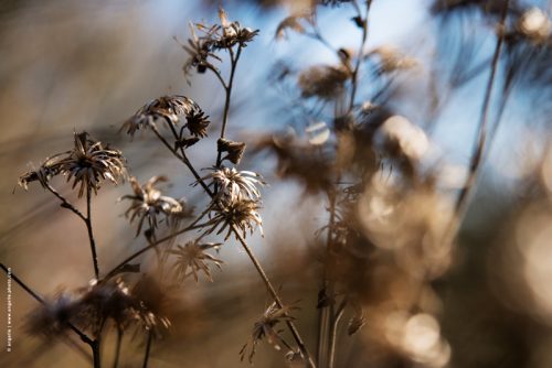 photo © angelle fleurs séchées extérieur ciel fin de l'hivers mélancolie mouvement lumiere