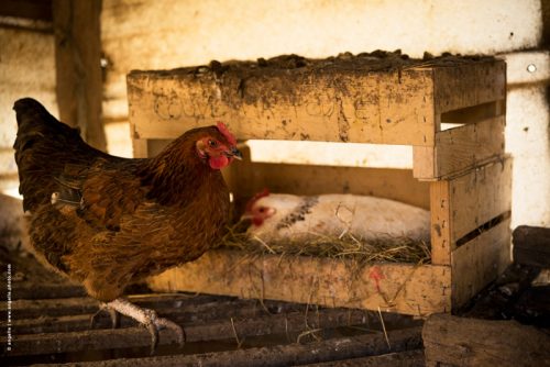 photo © angelle poules pondeuses couve ma poule ferme campagne intérieur animaux domestiques