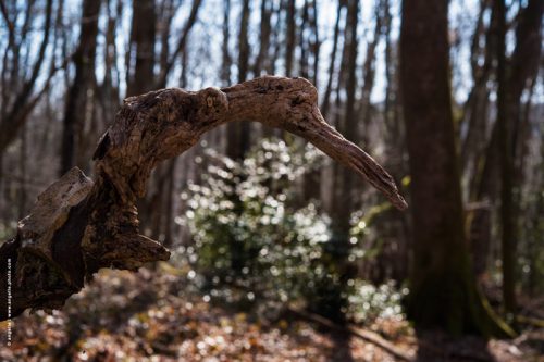 photo © angelle oiseau de bois souche foret imagination martin pêcheur silhouette reve 