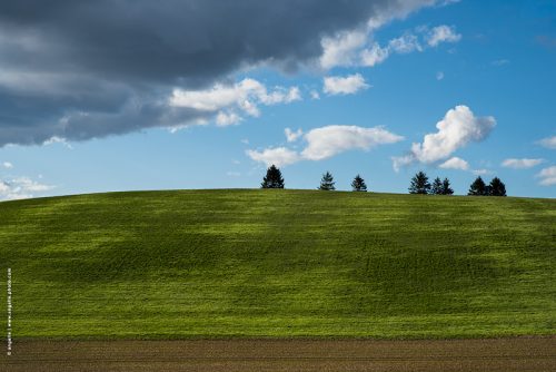 photo @ angelle pre champs sapin colline ciel nages printemps douceur mouvement couleur 