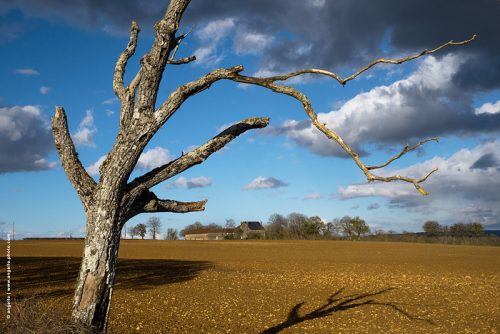 photo @ angelle arbre mort mouvement ciel nuages campagne nature champs ferme culture paysage terre