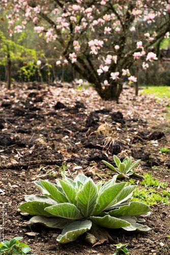 photo © angelle jardin choux potager printemps renouveau arbre en fleur jardin en repos