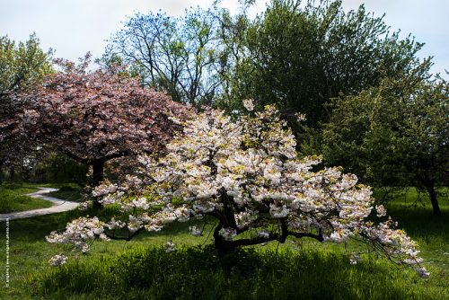 photo © angelle arbre en fleurs cerisier grâce fleurs composé chemin parc printemps