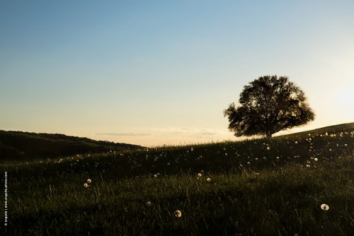 photo © angelle paysage arbre pissenlits étoiles ciel crépuscule pré