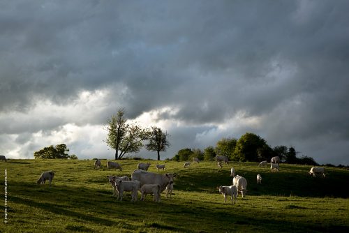 photo © angelle pré vaches veaux printemps campagne nièvre bourgogne ciel lumiere soirée groupe vie sociale