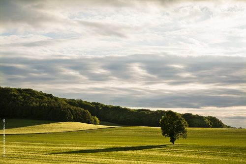 photo @angelle paysage les taules ble champs soirée fin du jour vert nature espace