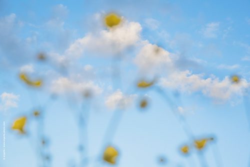 photo © angelle fleurs pâquerette été chaleur vision flou mirage nature campagne nuage léger 