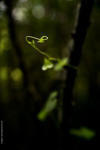 photo @ angelle feuillage leger feuille foret grâce vert mouvement danse délicat