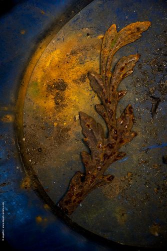 photo © angelle plat décoration grenier feuillage ciel terre sublimer beauté mouvement
