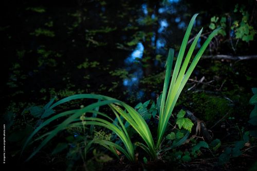 photo © angelle plante aquatique canal soir crépuscule lumiere bleu vert douceur