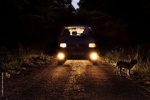 photo © angelle camion route forester foret chien lumiere étrange nuit