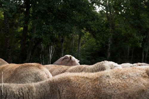photo © angelle beliers mouton foret élevage mer l'unique sortir du rang ironie