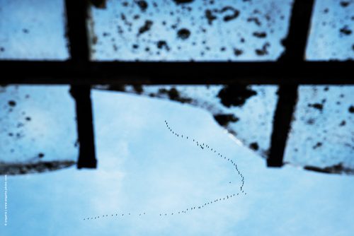 photo © angelle migration marquise grues vol mouvement automne nature oiseaux