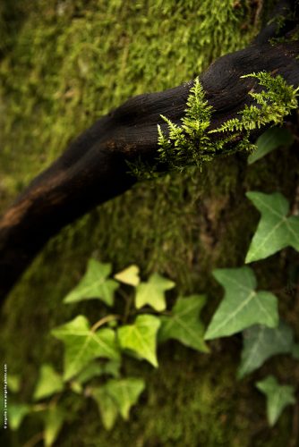 photo © angelle arbre mousse lierre foret vert verdure ligne 