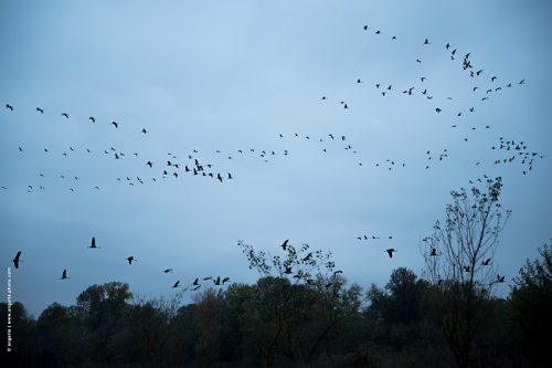 photo © angelle grues envol migration loire never bourgogne oiseaux rêves 