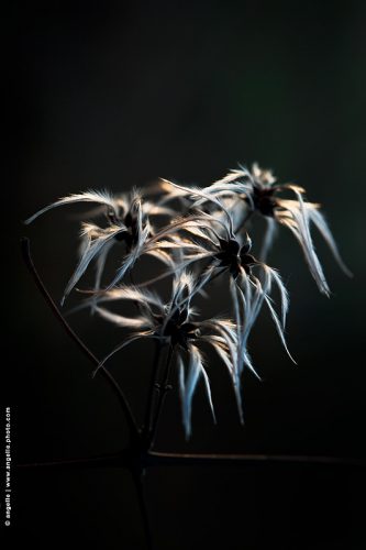 photo © angelle fleurs graines élégance nature douceur 