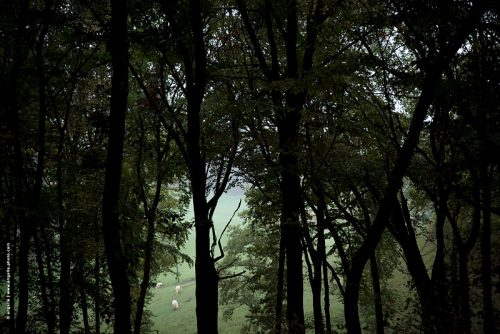photo © angelle foret arbre campagne 3 vaches brume soirée premier plan avant espace pré vert 