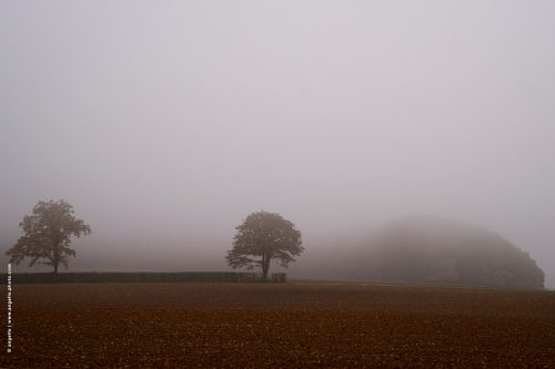 photo © angelle arbres brouillard terre culture bourgogne masse sombre étrange 