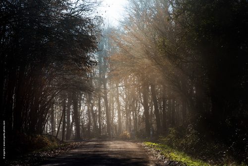 photo © angelle route soleil lumiere magie campagne foret