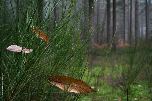 photo © angelle feuilles foret brouillard arbres nus genets couleur détails