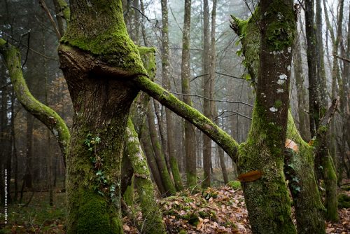 photo © angelle foret arbres mousse vert brouillard étrange avaler fantastique fusion 