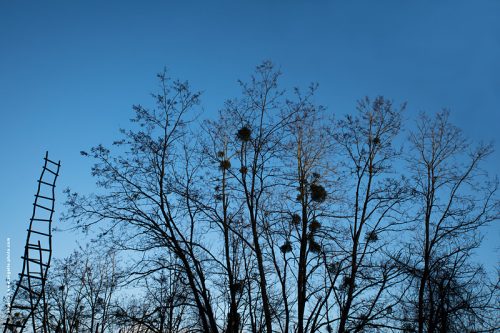 photo @ angelle échelle ciel bleu arbres hivers installation passage