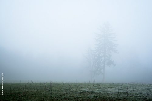 photo © angelle paysage brouillard léger silhouette arbre sapin champ arbres hiver