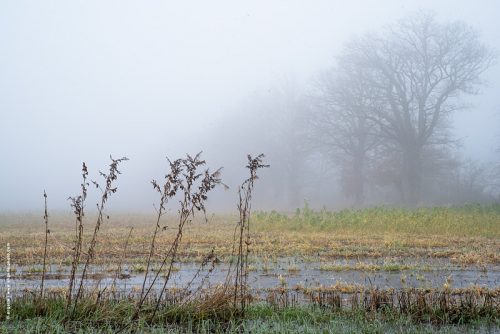 photo © angelle paysage brouillard léger herbes sauvages silhouette champ arbres hiver