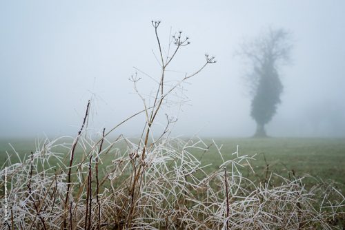 photo © angelle herbes gelee brouillard pre nature arbre brume hivers