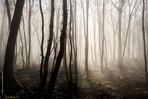 photo © angelle paysage brouillard soleil contre-jour silhouette foret arbres hiver