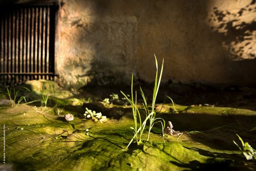 photo © angelle herbe lavoir peinture lumiere ras du sol élégance mousse vert soleil