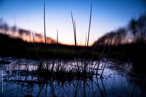 photo © angelle eau flaque crépuscule reflet touffe d'herbe nature calme lignes hivers nièvre bourgogne