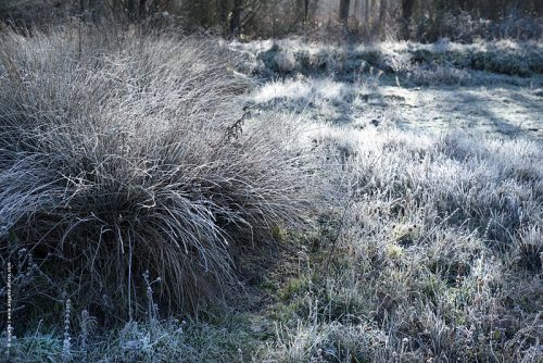 photo © angelle boule herbe hivers gelee pre blanc lisière foret