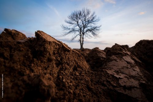 photo © angelle terre sillons labour arbre champs culture soir traces tracteur