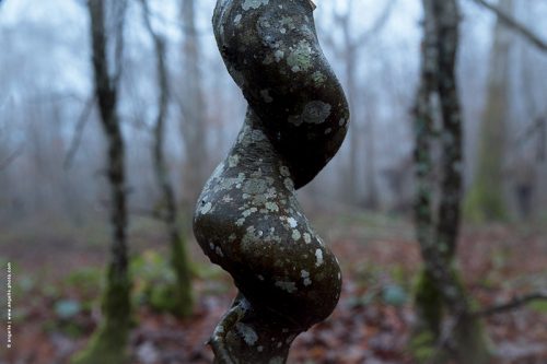 photo © angelle foret hivers hetre noueux soirée forme spirale enchevêtrer étrange bourgogne nièvre